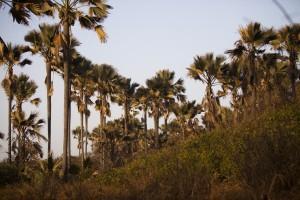 Bijilo Forest Park Gambia