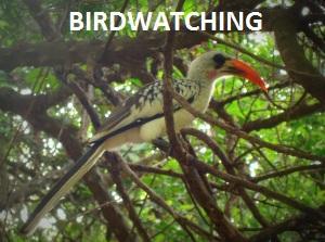 Birdwatching