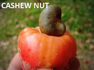 Ceshew