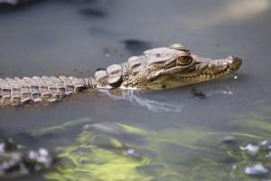 Katchikally Crocodile Gambia
