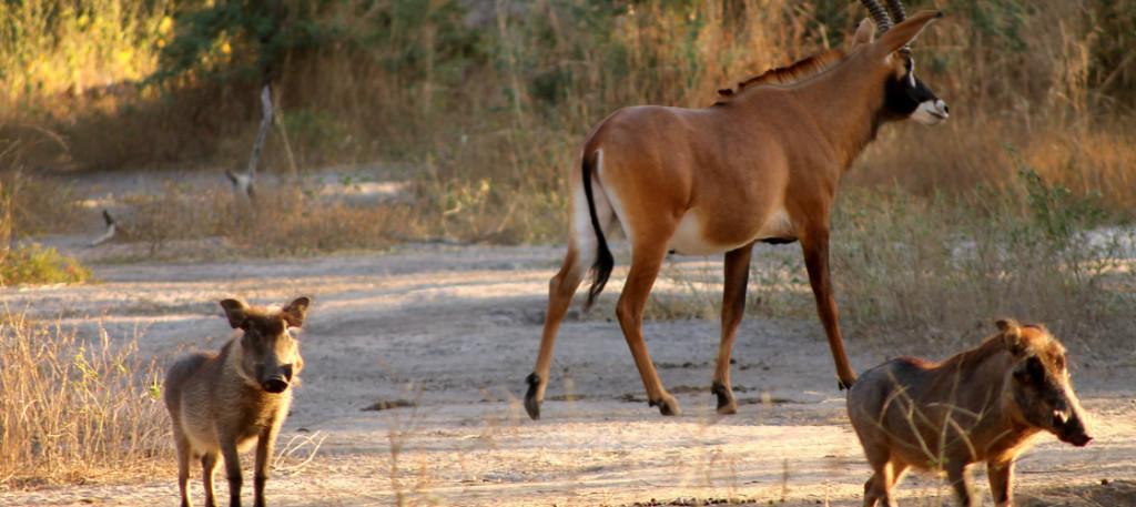 Fathala Senegal